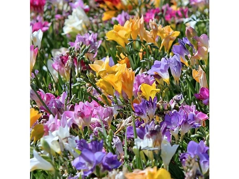 Mixed Freesia Flowers