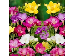 Mixed Freesia Flowers - 30 Bulbs