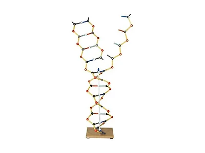 Cochranes of Oxford Science And Nature Orbit Dna-rna Kit 0