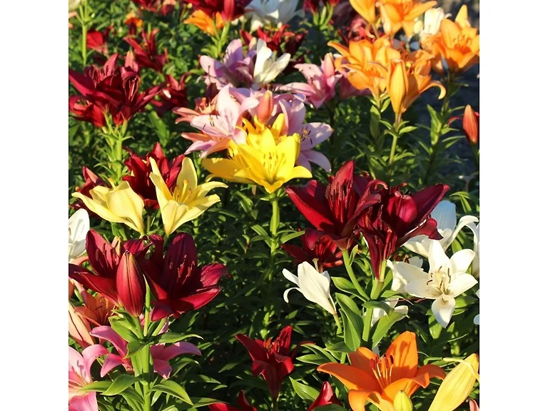 Lilium Oohs and Aahs