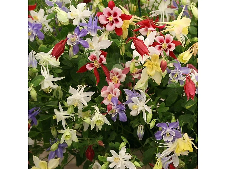 Mixed Columbine