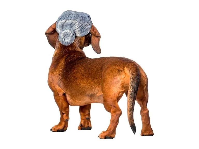 Rubies Old Lady Pet Wig, M/L