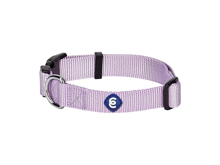Blueberry Pet Essentials Medium Dog Collar in Lavender