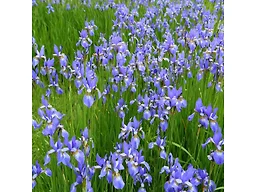 Glory of the Snow - 15 Bulbs W