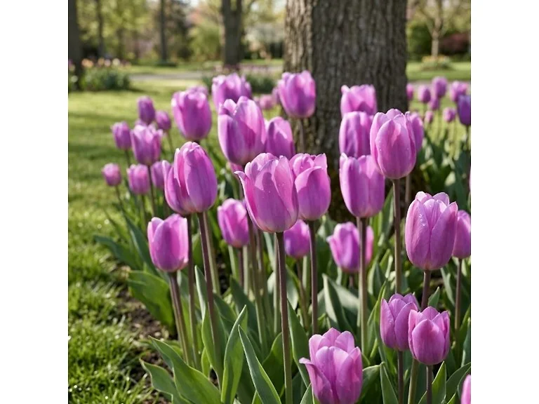 Lavender Triumph Tulip Flowers
