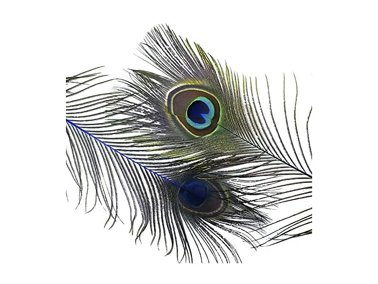 ZUCKER 25pcs Stem Dyed Peacock Eye Feathers