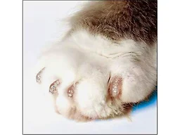 Purrdy Paws PURRDY Paws Soft CAT Nail CAPS, Clear