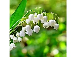 Lily of the Valley Flowers - 12 Bulbs