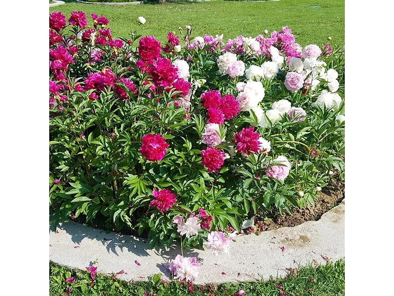 Touch Of ECO Mixed Peonies - Choose Qty