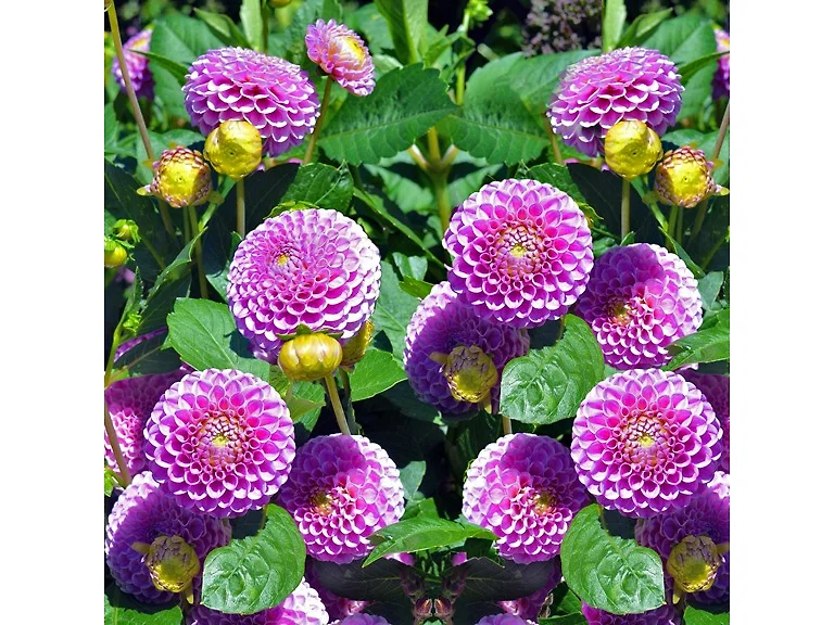 Lilac Dahlias
