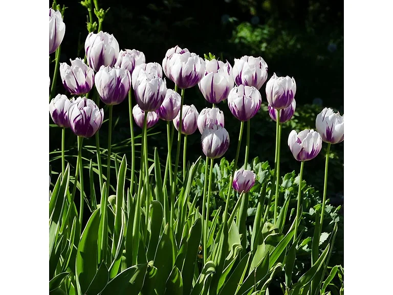 Blueberry Swirl Tulip Flowers