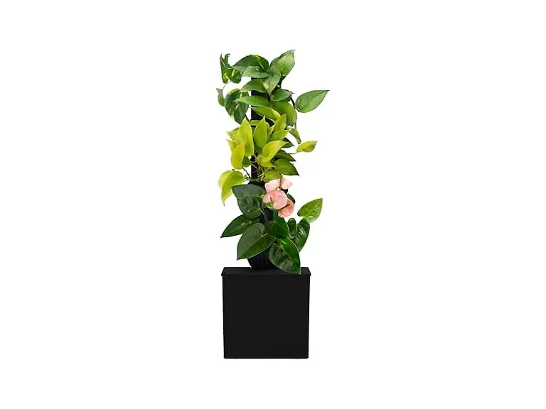 Tevatower Mini Smart Self-Watering Planter