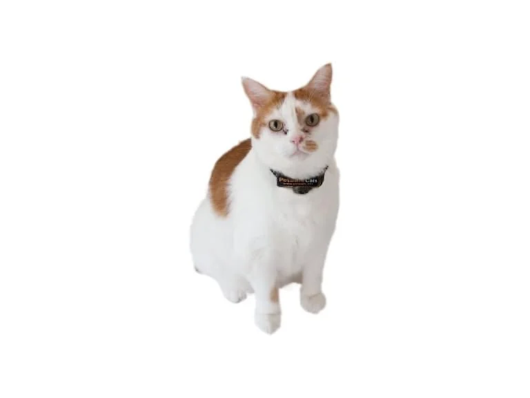 PetSafe Premium Cat Fence Extra Receiver