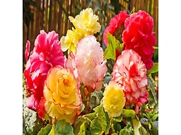 Giant Begonia Mix - 9 Bulbs with Planting Tool