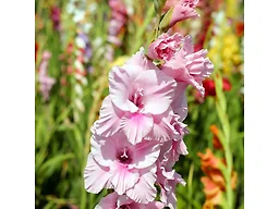 Mixed Gladiolus Flowers - 40 Bulbs