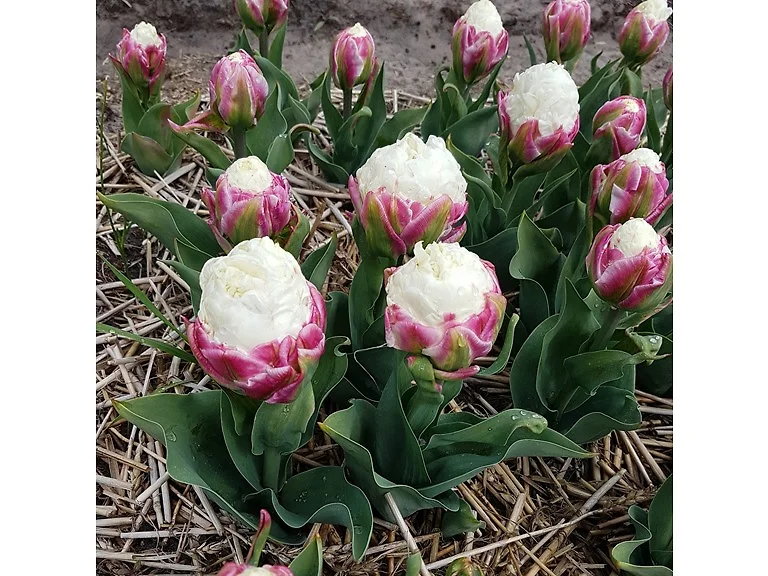 Double Scoop Ice Cream Tulip Flowers