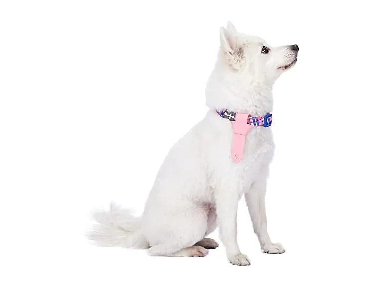 Blueberry Pet 4 Patterns Multiple Hues Scott