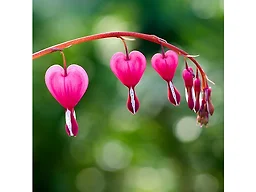 Old Fashioned Bleeding Hearts Flowers - Pink 2 Bulbs