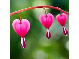 Old Fashioned Bleeding Hearts Flowers - Pink 6 Bulbs with Planting Tool