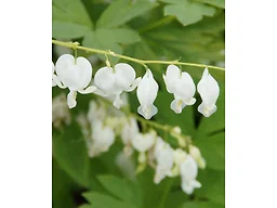Old Fashioned Bleeding Hearts Flowers - White 6 Bulbs with Planting Tool