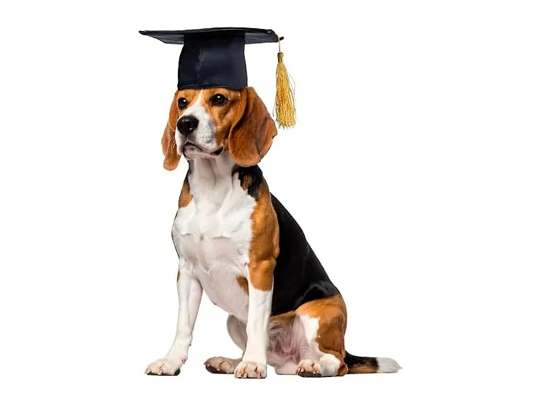 Rubies Graduate Pet Hat for Dogs or Cats, S/M