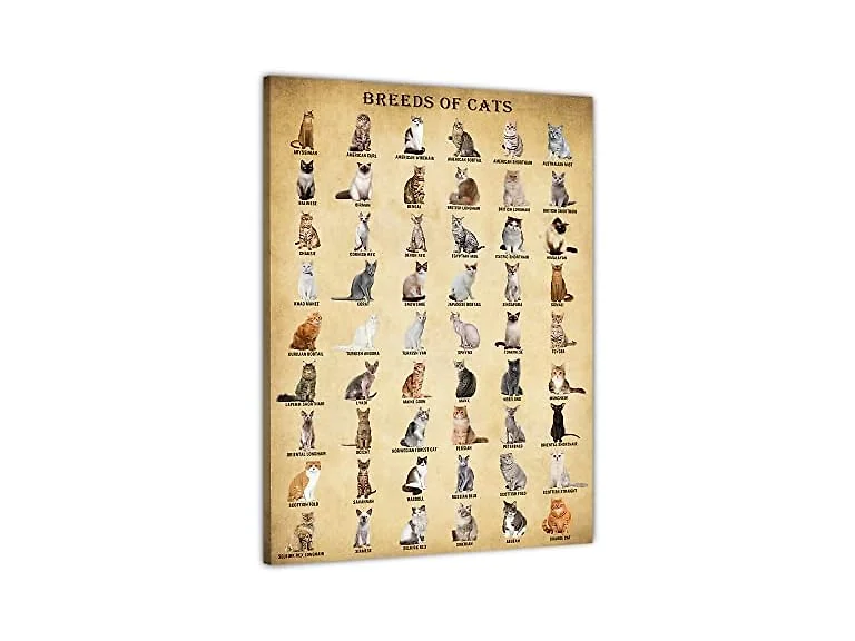 BASYEEO Cat Breeds Poster
