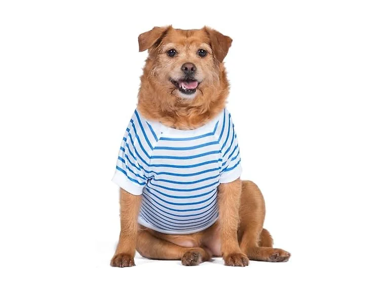 Dodo Extra Small Dog T-Shirt: Blue & White Striped, XS