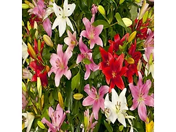 Lilium Oohs and Aahs Flowers - 10 Bulbs