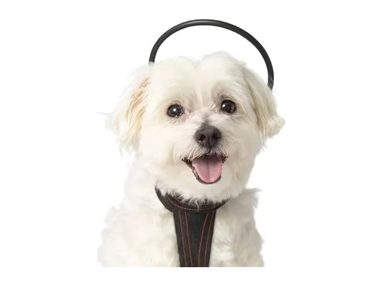 Calmer Canine Anxiety Treatment tPEMF System