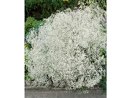 Gypsophila Baby's Breath - 6 Bulbs