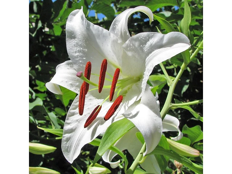 Giant Tree Lily Flowers
