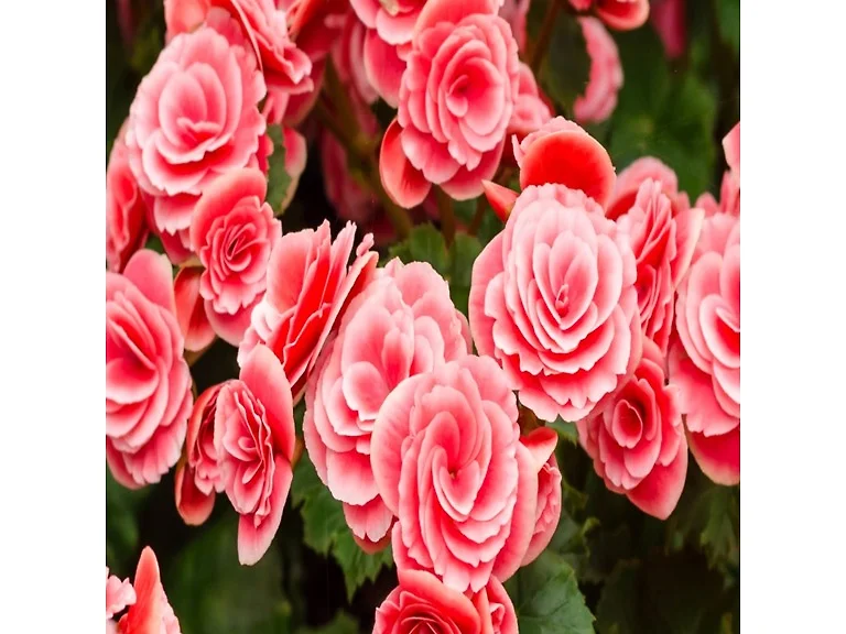 Touch Of ECO Strawberry Begonia