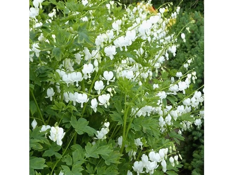 Old Fashioned Bleeding Hearts Flowers White
