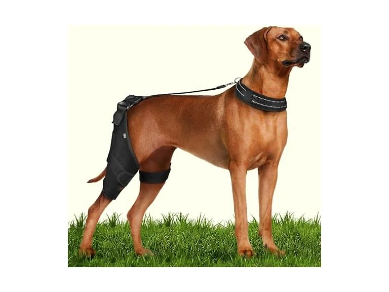 2X Support Dog Knee Brace with Metal Strips, Large