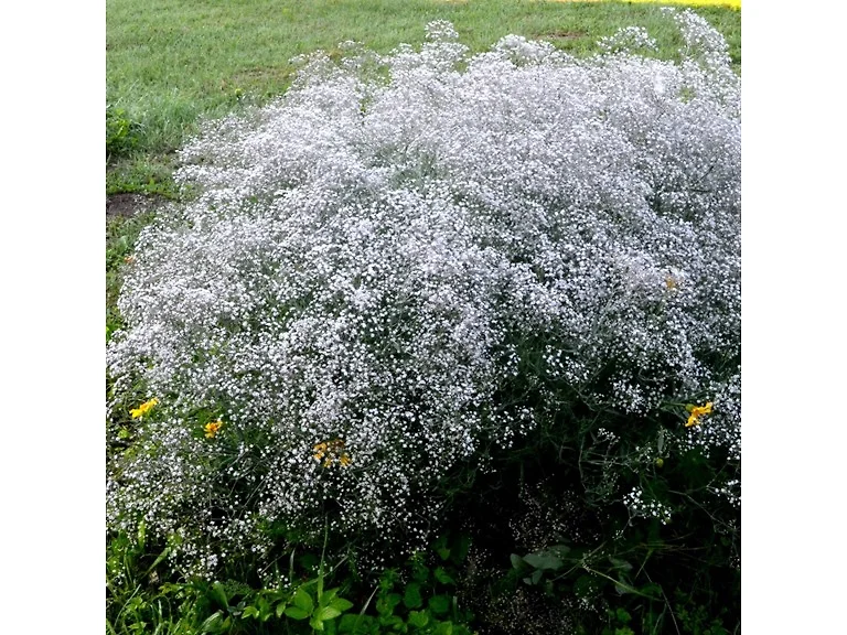 Gypsophila Baby's Breath, 12 Bulbs