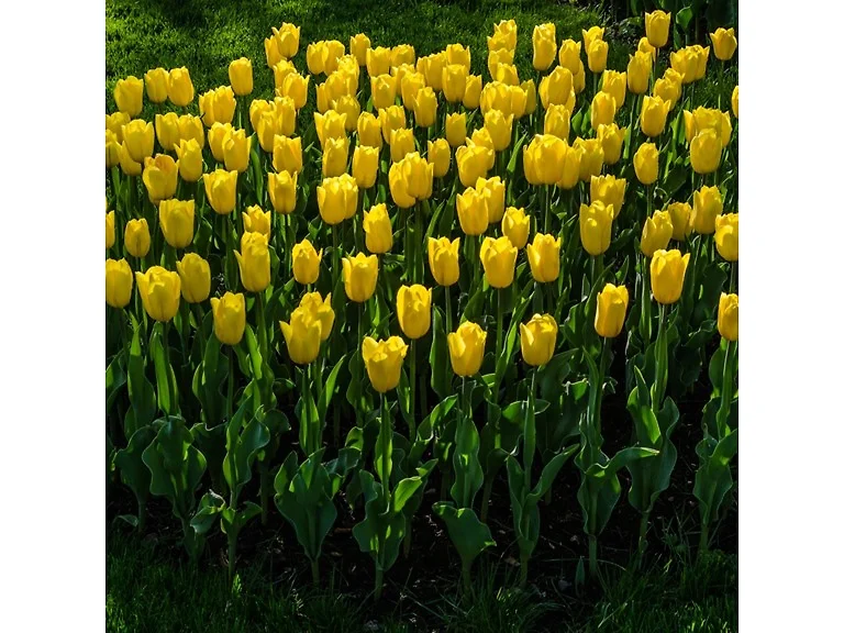 Giant Golden Sunny Tulip Flowers