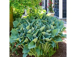 Touch Of ECO 6068-3 9 Pack Giant Leaved Hosta - 9 Pack