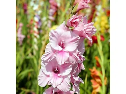 Mixed Gladiolus Flowers - 120 Bulbs with Planting Tool