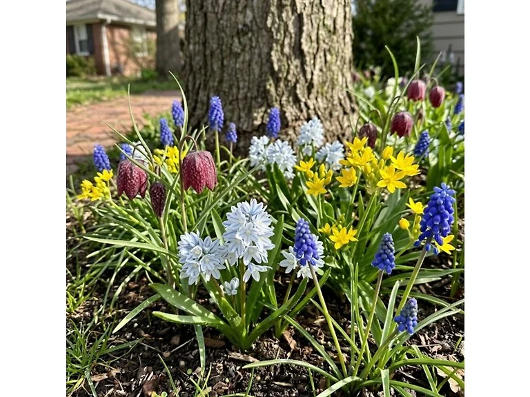 Garden Gems Flower Collection - 100 Bulbs