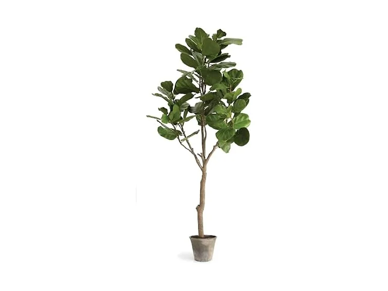 National Tree Company 79 Inch Artificial Fiddle Leaf Fig Tree in Clay Pot
