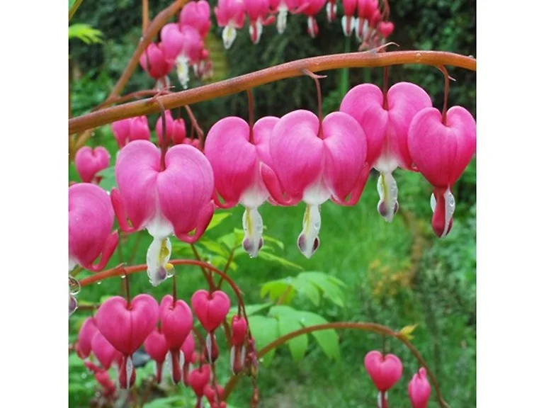 Old Fashioned Bleeding Hearts Flowers Pink