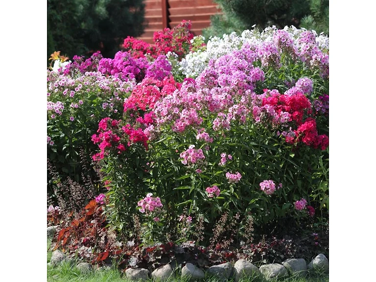 Double Phlox-3 Bare Roots