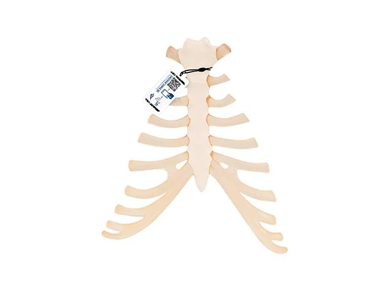 3B Scientific A69 Sternum with Rib Cart