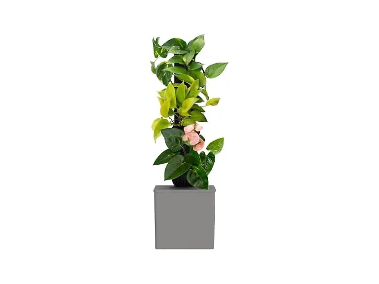 Tevatower Mini Smart Self-Watering Indoor Garden System