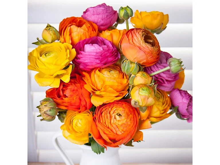 Persian Buttercups-15 Bulbs