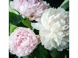 Mixed Peonies - 4 Bulbs