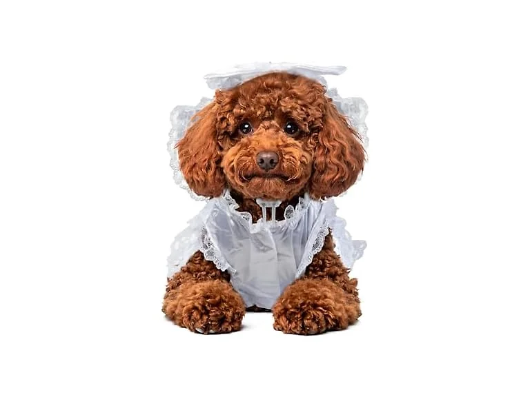 Rubies Bride Pet Costume for Dogs