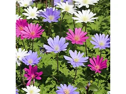 Mixed Anemone Blanda Flowers - 15 Bulbs