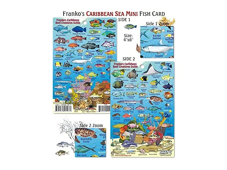 Mini Caribbean Reef Creatures Fish ID