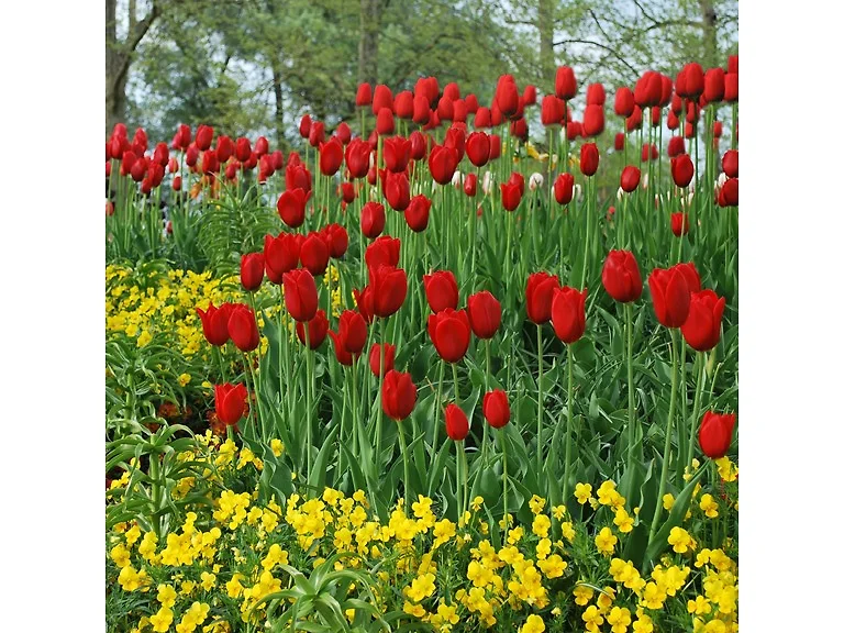 Sky High Scarlet Tulip Flowers